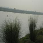 Vraj-Yatra-2014- (1681)